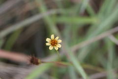 Cosmos sulphureus